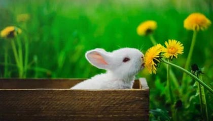 世界杯手机观看软件下载-乒超女团山东胜深圳赢榜首之争 王曼昱陈幸同建功